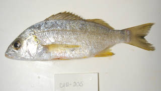 To NMNH Extant Collection (Pomadasys incisus USNM 405205 photograph lateral view)