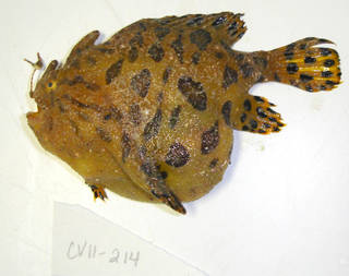To NMNH Extant Collection (Antennarius striatus USNM 405214 photograph lateral view)