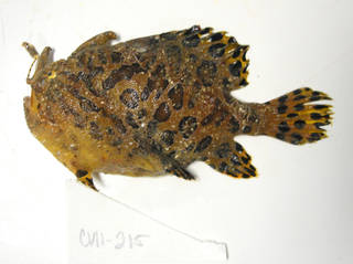 To NMNH Extant Collection (Antennarius striatus USNM 405215 photograph lateral view)