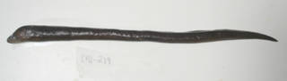 To NMNH Extant Collection (Uropterygius wheeleri USNM 405219 photograph lateral view)