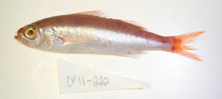 To NMNH Extant Collection (Erythrocles monodi USNM 405222 photograph lateral view)