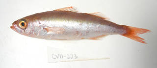 To NMNH Extant Collection (Erythrocles monodi USNM 405223 photograph lateral view)