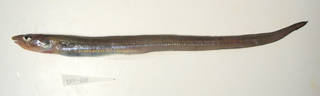 To NMNH Extant Collection (Gnathophis mystax USNM 405228 photograph lateral view)