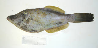 To NMNH Extant Collection (Aluterus scriptus USNM 405235 photograph lateral view)