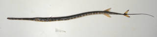 To NMNH Extant Collection (Fistularia tabacaria USNM 405236 photograph lateral view)