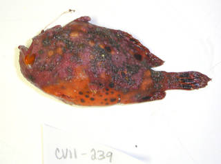 To NMNH Extant Collection (Antennarius pardalis USNM 405239 photograph lateral view)