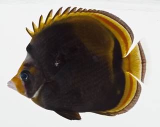 To NMNH Extant Collection (Chaetodon flavirostris USNM 402602 photograph lateral view)