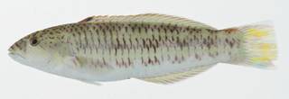 To NMNH Extant Collection (Thalassoma purpureum USNM 402990 photograph lateral view)