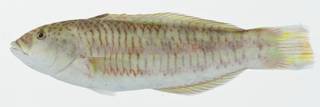 To NMNH Extant Collection (Thalassoma purpureum USNM 402991 photograph lateral view)