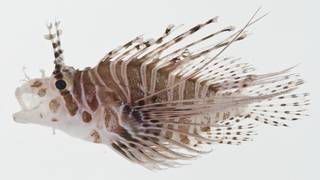 To NMNH Extant Collection (Pterois antennata USNM 403000 photograph lateral view)