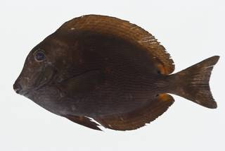 To NMNH Extant Collection (Acanthurus nigroris USNM 404672 photograph lateral view)