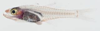 To NMNH Extant Collection (Cercamia cladara USNM 404722 photograph lateral view)