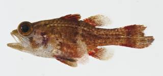To NMNH Extant Collection (Apogonichthys perdix USNM 404723 photograph lateral view)