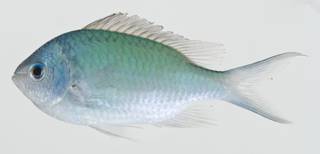 To NMNH Extant Collection (Chromis viridis USNM 404737 photograph lateral view)