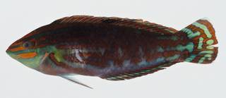 To NMNH Extant Collection (Halichoeres claudia USNM 404750 photograph lateral view)