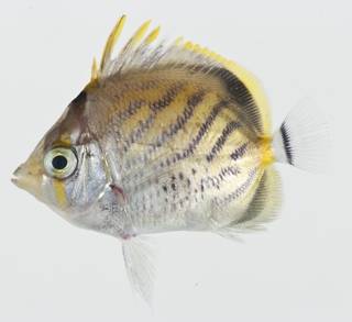 To NMNH Extant Collection (Chaetodon pelewensis USNM 404755 photograph lateral view)