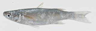To NMNH Extant Collection (Crenimugil crenilabis USNM 404762 photograph lateral view)
