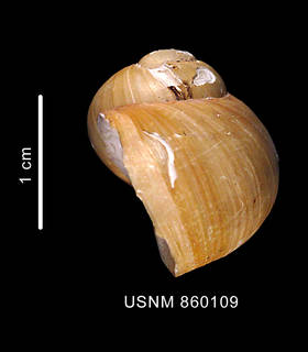 To NMNH Extant Collection (Falsilunatia eltanini Dell, 1990 holotype lateral view)