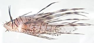 To NMNH Extant Collection (Pterois USNM 404039 photograph lateral view)