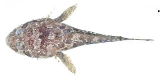 To NMNH Extant Collection (Sanopus USNM 404129 photograph dorsal view)