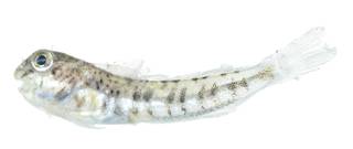 To NMNH Extant Collection (Blenniidae USNM 404140 photograph lateral view)