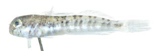 To NMNH Extant Collection (Blenniidae USNM 404141 photograph lateral view)