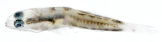 To NMNH Extant Collection (Bathygobius USNM 404155 photograph lateral view)