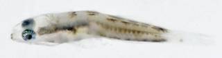 To NMNH Extant Collection (Bathygobius USNM 404155 photograph lateral view)