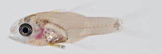 To NMNH Extant Collection (Phaeoptyx USNM 404234 photograph lateral view)