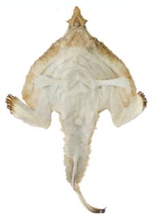 To NMNH Extant Collection (Ogcocephalus cubifrons USNM 117170 photograph ventral view)