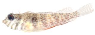 To NMNH Extant Collection (Malacoctenus gilli USNM 404099 photograph lateral view)