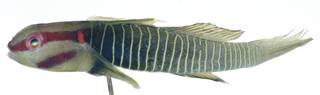 To NMNH Extant Collection (Elacatinus rubrigenis USNM 404130 photograph lateral view)