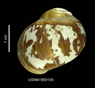 To NMNH Extant Collection (Falsilunatia notorcadensis Dell, 1990 holotype dorsal view)