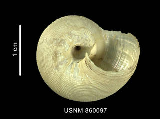 To NMNH Extant Collection (Falsimargarita benthicola Dell, 1990 holotype basal view)