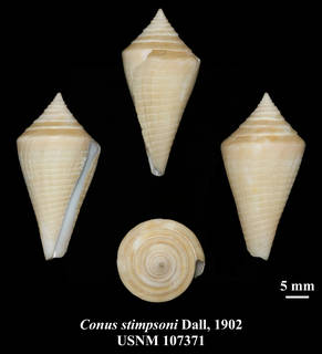 To NMNH Extant Collection (IZ MOL USNM 107371 Conus stimpsoni Dall, 1902 plate)