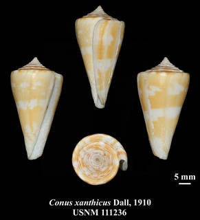 To NMNH Extant Collection (IZ MOL USNM 111236 Conus xanthicus Dall, 1910 plate)