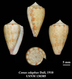 To NMNH Extant Collection (IZ MOL USNM 130385 Conus edaphus Dall, 1910 plate)