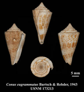 To NMNH Extant Collection (IZ MOL USNM 173213 Conus eugrammatus Bartsch & Rehder, 1943 plate)