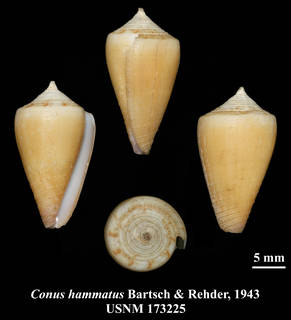 To NMNH Extant Collection (IZ MOL USNM 173225 Conus hammatus Barsch & Rehder, 1943)