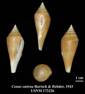 To NMNH Extant Collection (IZ MOL USNM 173226 Conus smirna Bartsch & Rehder, 1943)
