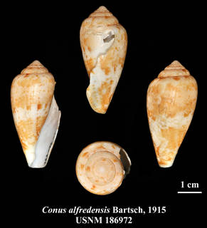 To NMNH Extant Collection (IZ MOL USNM 186972 Conus alfredensis Bartsch, 1915 syntype 1 plate)