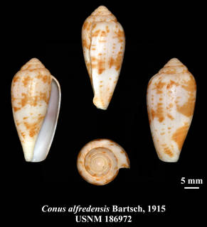 To NMNH Extant Collection (IZ MOL USNM Conus alfredensis Bartsch, 1915 syntype 2 plate)
