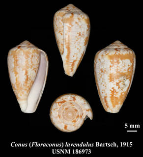 To NMNH Extant Collection (IZ MOL USNM 186973 Conus (Floraconus) lavendulus Bartsch, 1915 plate)