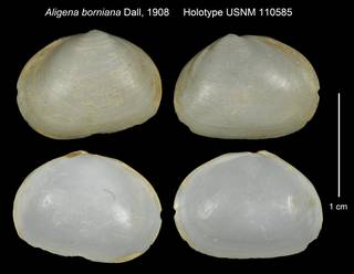 To NMNH Extant Collection (Aligena borniana Holotype USNM 110585)