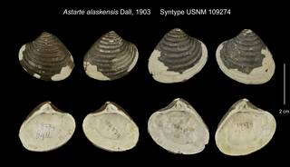 To NMNH Extant Collection (Astarte alaskensis Syntype USNM 109274)