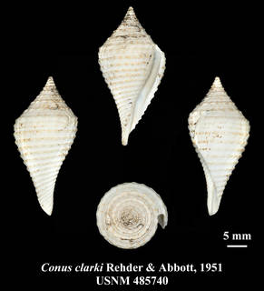 To NMNH Extant Collection (IZ MOL USNM 485740 Conus clarki Rehder & Abbott, 1951 plate)