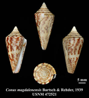 To NMNH Extant Collection (IZ MOL USNM 472521 Conus magdalensis Bartsch & Rehder, 1939 plate)