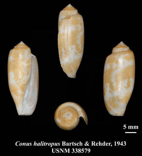 To NMNH Extant Collection (IZ MOL USNM 338579 Conus halitropus Bartsch & Rehder, 1943 plate)