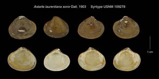 To NMNH Extant Collection (Astarte laurentiana soror Syntype USNM 109278)