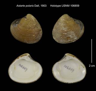 To NMNH Extant Collection (Astarte polaris Holotype USNM 106859)